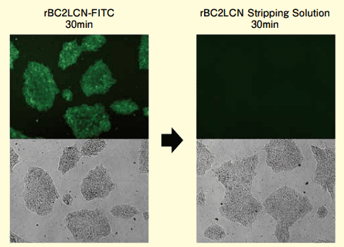 図5．rBC2LCN-FITCで染色したヒトiPS細胞からrBC2LCNの剥離