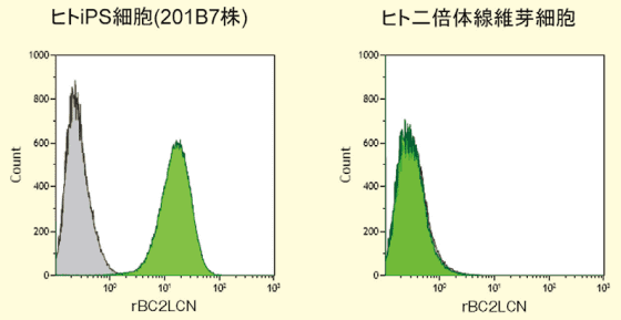 図3．rBC2LCN-FITCを用いたヒトiPS細胞の染色（FCM）