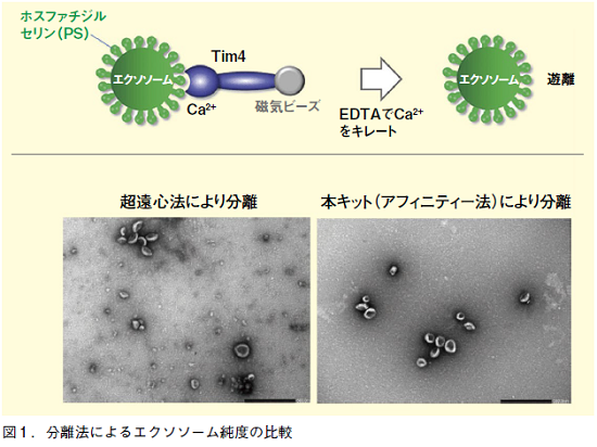 図1．分離法によるエクソソーム純度の比較