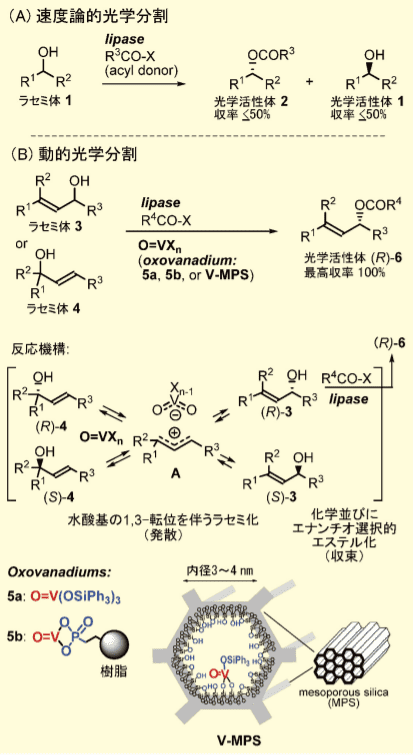 図１．（A）リパーゼ触媒速度論的光学分割（B）オキソバナジウムとリパーゼを併用する動的光学分割