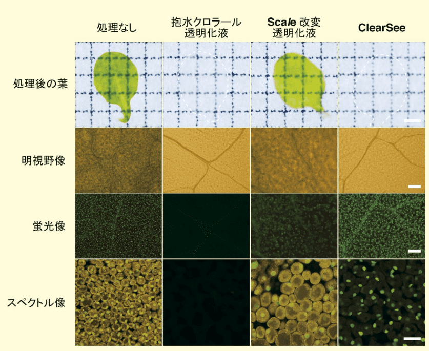 図１．各種透明化液で 4 日間処理したシロイヌナズナの葉