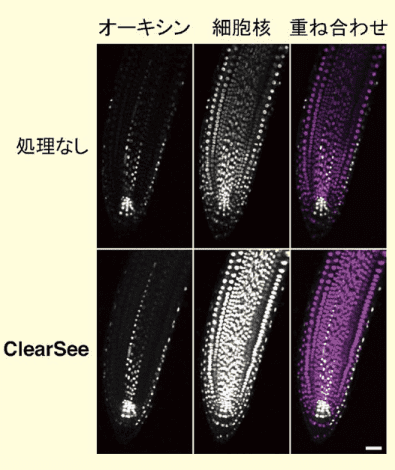 図２．ClearSee 処理後も遺伝子発現は保存されている