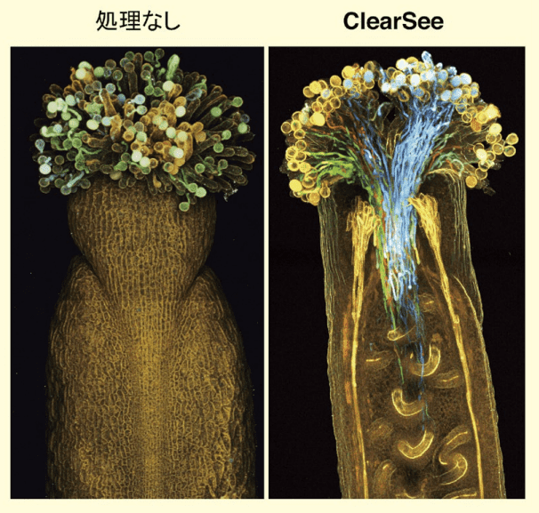 図３．ClearSee により透明化しためしべを丸ごと蛍光観察