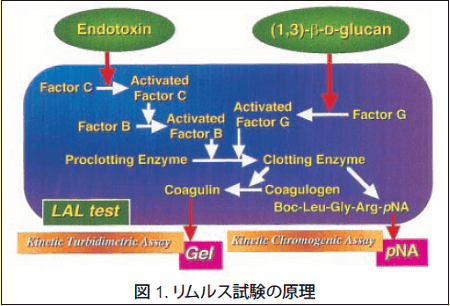 図1．リムルス試験の原理