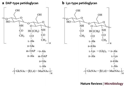 図 1.　グラム陰性細菌（a）とグラム陽性細菌（b）のペプチドグリカン