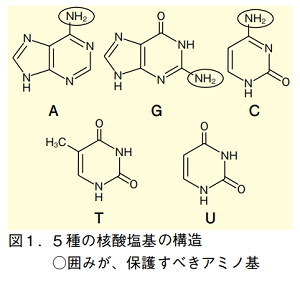 図1．5種の核酸塩基の構造