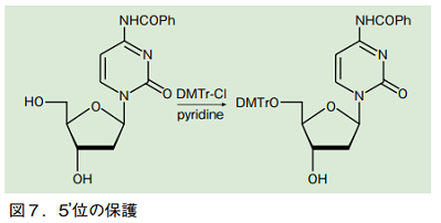図7．5'位の保護