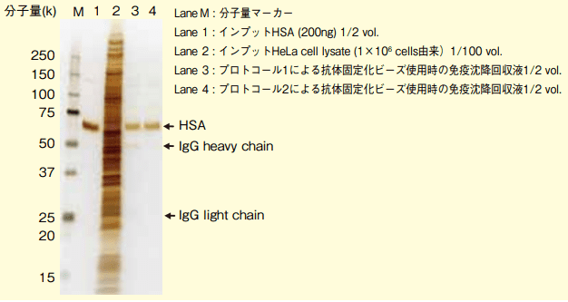 図２．抗体固定化ビーズの免疫沈降性能