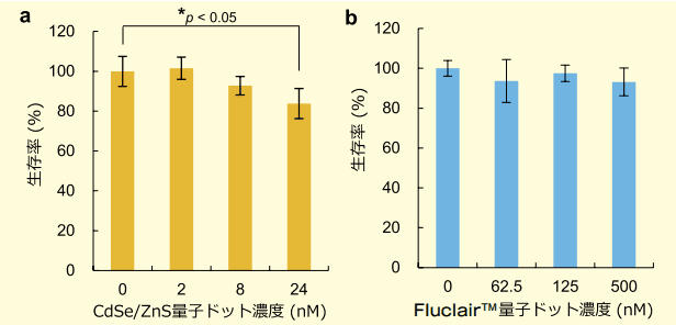 図３．CdSe/ZnS 及び Fluclair 量子ドットの ASCs に対する細胞毒性