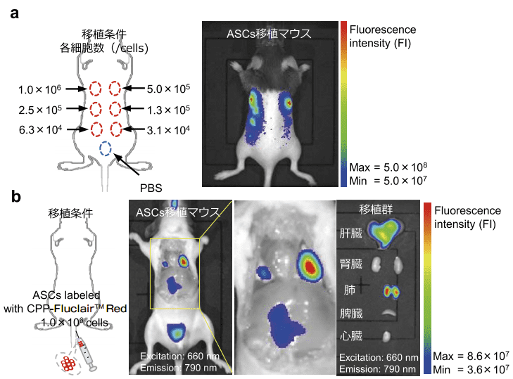 図４．Fluclair 量子ドット標識 ASCs のin vivo 蛍光イメージング