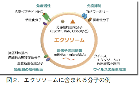 図2．エクソソームに含まれる分子の例