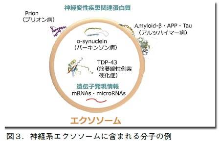 図3．神経系エクソソームに含まれる分子の例