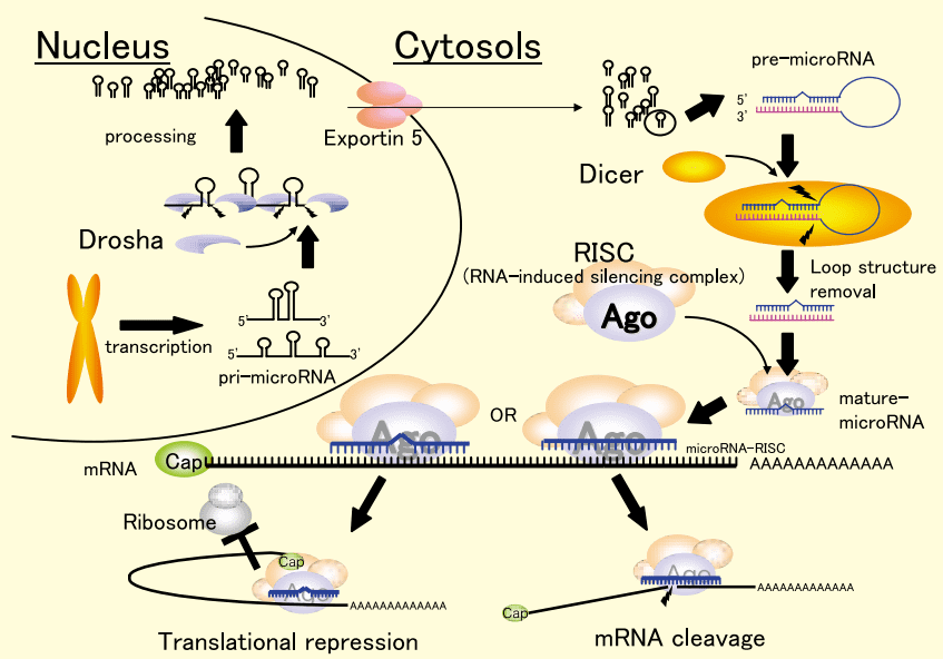 図1．microRNAの生合成と作用機構