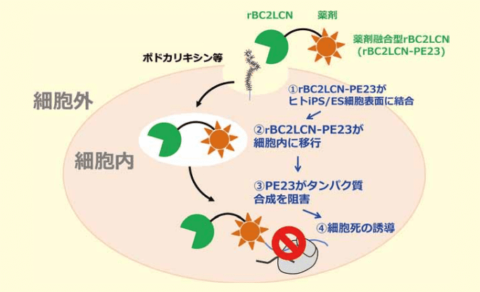 図1．rBC2LCN-PE23を用いたヒトiPS/ES細胞除去機構