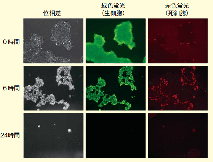 図2．rBC2LCN-PE23のヒトiPS細胞（291B7株）除去の経時的効果