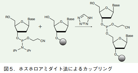 図5．ホスホロアミダイト法によるカップリング