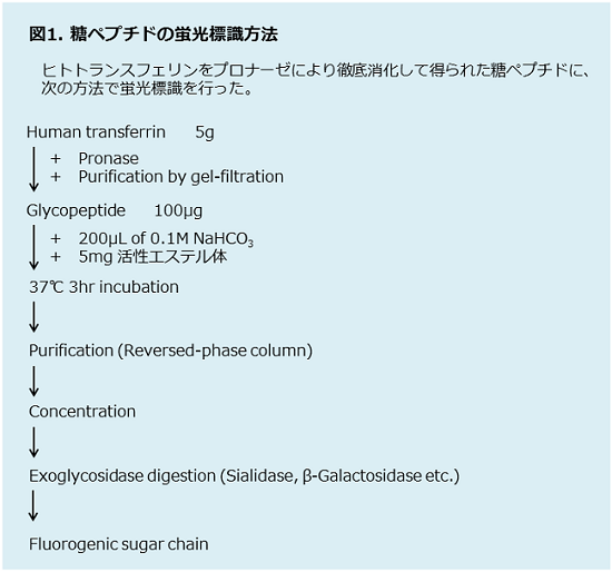 図1．糖ペプチドの蛍光標識方法