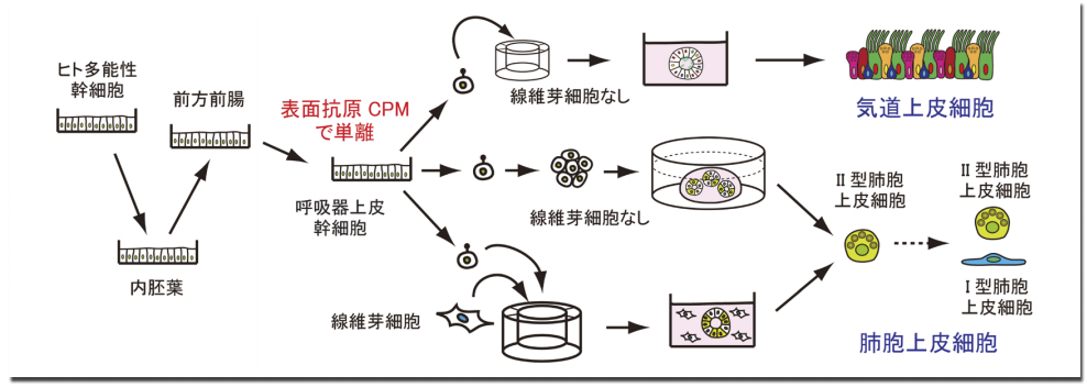 図 A．ヒト多能性幹細胞から呼吸器細胞への段階的分化誘導