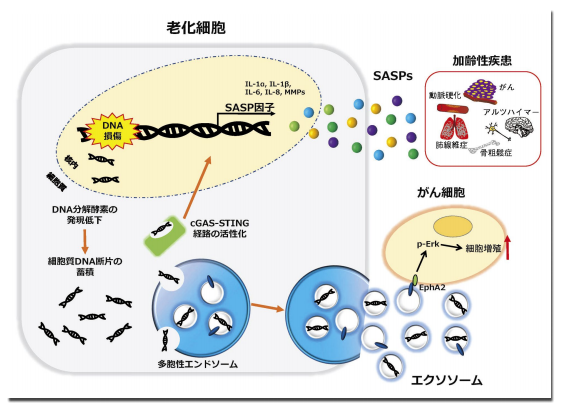 図１．老化細胞とエクソソーム