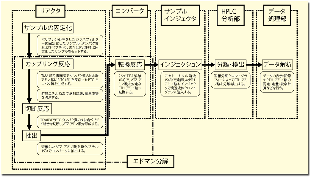 図３．アミノ酸配列分析のフローチャート