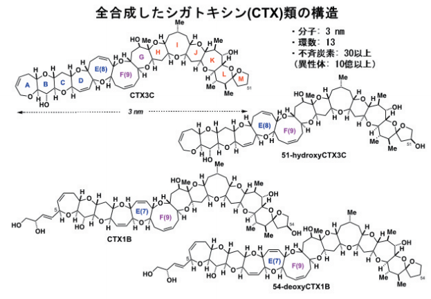図１. シガトキシン類