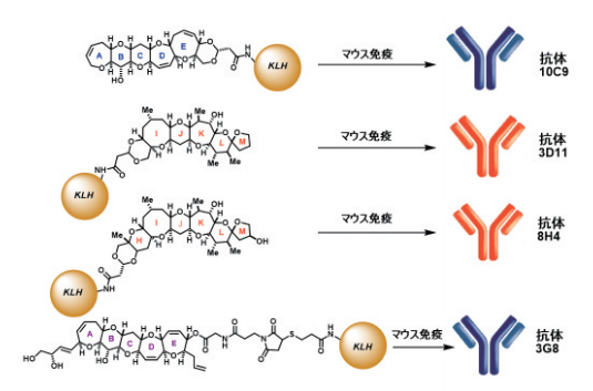 図6. 合成ハプテン・KLHコンジュゲートを抗原として得た4種の抗シガトキシン特異的モノクローナル抗体