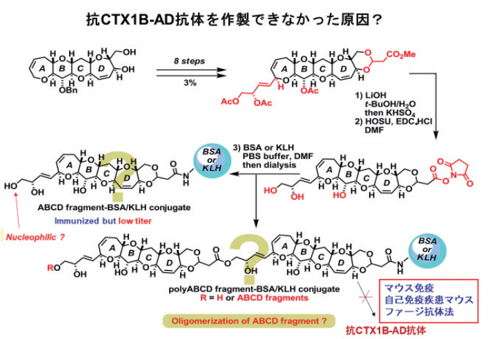 図7. 従来法で有効な抗原ができない理由（仮説）
