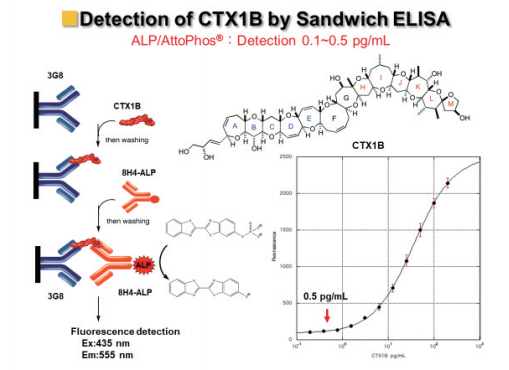 図10. ALPを用いた高感度サンドイッチ蛍光ELISA