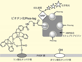 【総説】Phos-tag 技術を用いたタンパク質のリン酸化解析