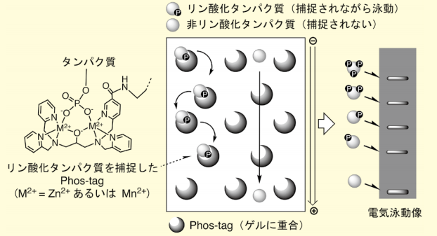 図1．Phos-tag SDS-PAGEの概略