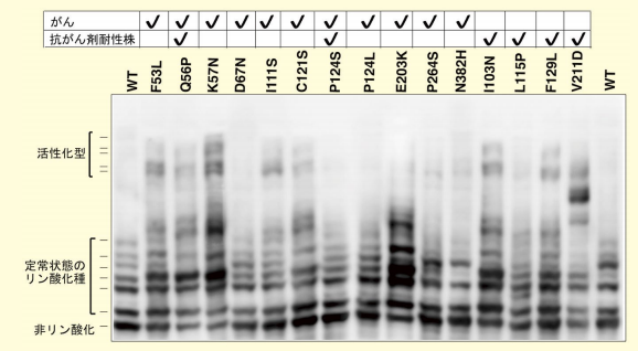 図2．がんにおけるMEK1変異とMEK1のリン酸化種の増加(文献5より転載)