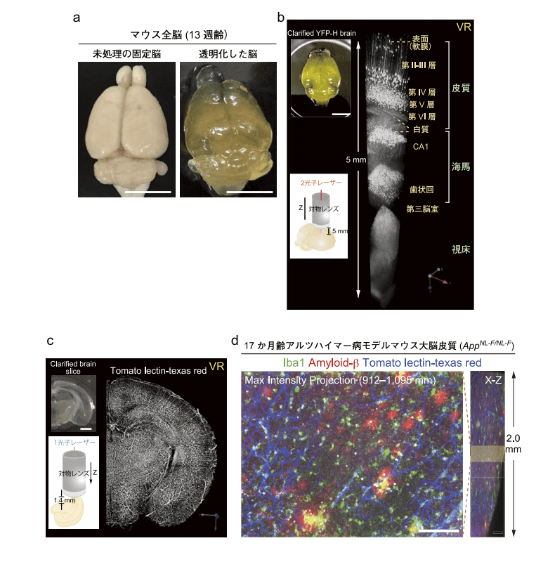 図1．ScaleS法による透明化とAbScale法による染色例