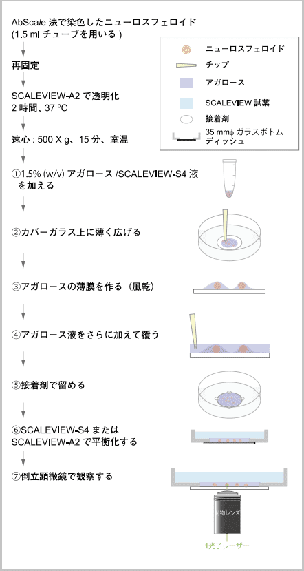 図2．三次元免疫染色後のニューロスフェロイドを観察するためのマウントの一例