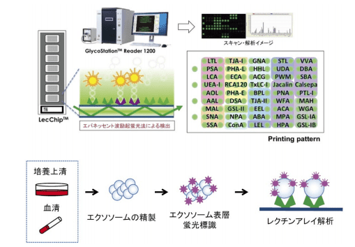 図1．レクチンマイクロアレイシステムとエクソソーム糖鎖プロファイリングの流れ