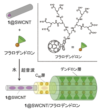 図3．1@SWCNTとフラロデンドロンの複合体