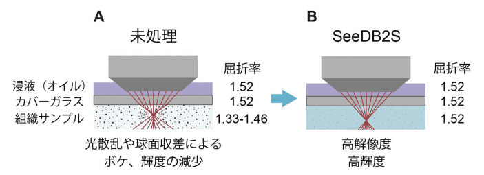 図1．SeeDB2を用いた高解像イメージングの原理