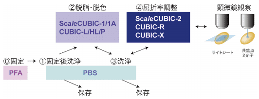 図２．CUBIC を用いた組織透明化・イメージングの流れ