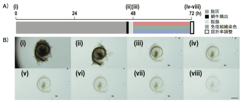 Figure 3.　Modified Sca<i>l</i>eS