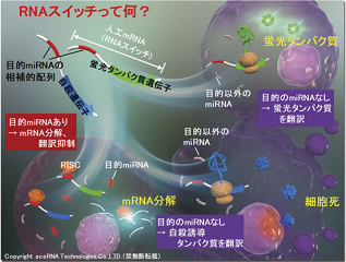 【総説】細胞内に発現する miRNA を検知し、目的の細胞を選別する RNA スイッチ&trade; 技術