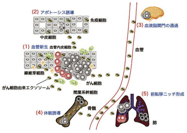 図１．がんの悪性化におけるエクソソームの役割