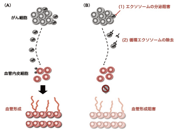 図２．がん細胞由来エクソソームに対する新規のがん治療