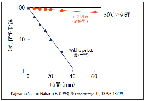 図3．ルシフェラーゼの熱安定性の改良