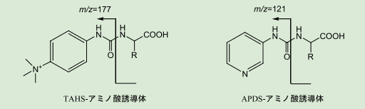 図４．TAHS- アミノ酸誘導体と APDS- アミノ酸誘導体の特異的開裂
