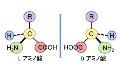 図１．L- および D- アミノ酸の構造