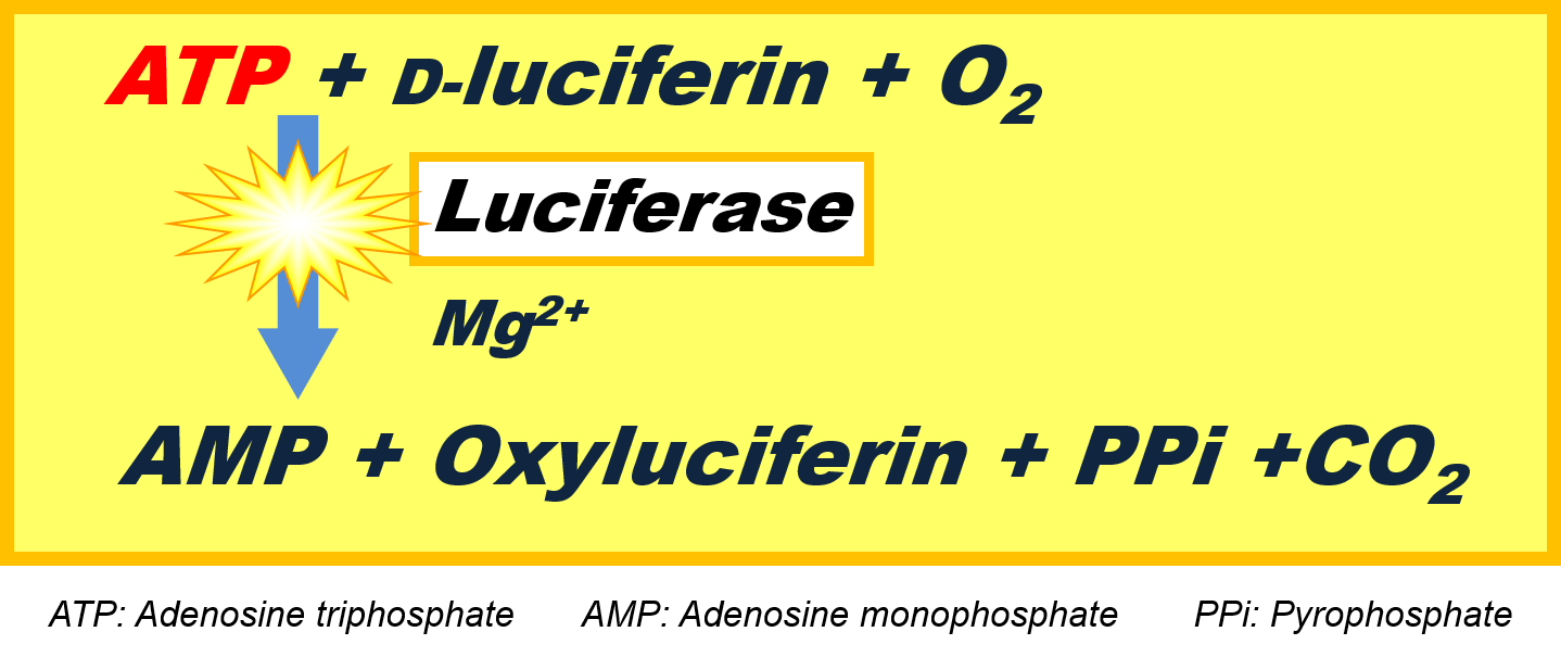 図1：ATPの測定原理（ルシフェラーゼの発光反応）