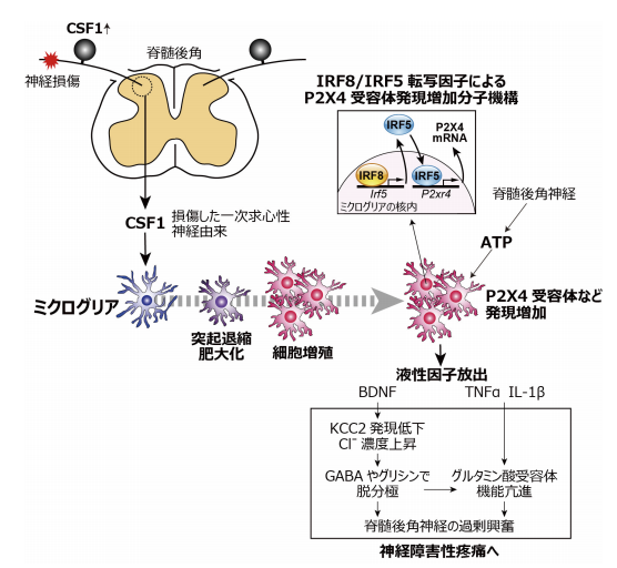 図２．脊髄後角でのミクログリアの活性化と神経機能変調メカニズム