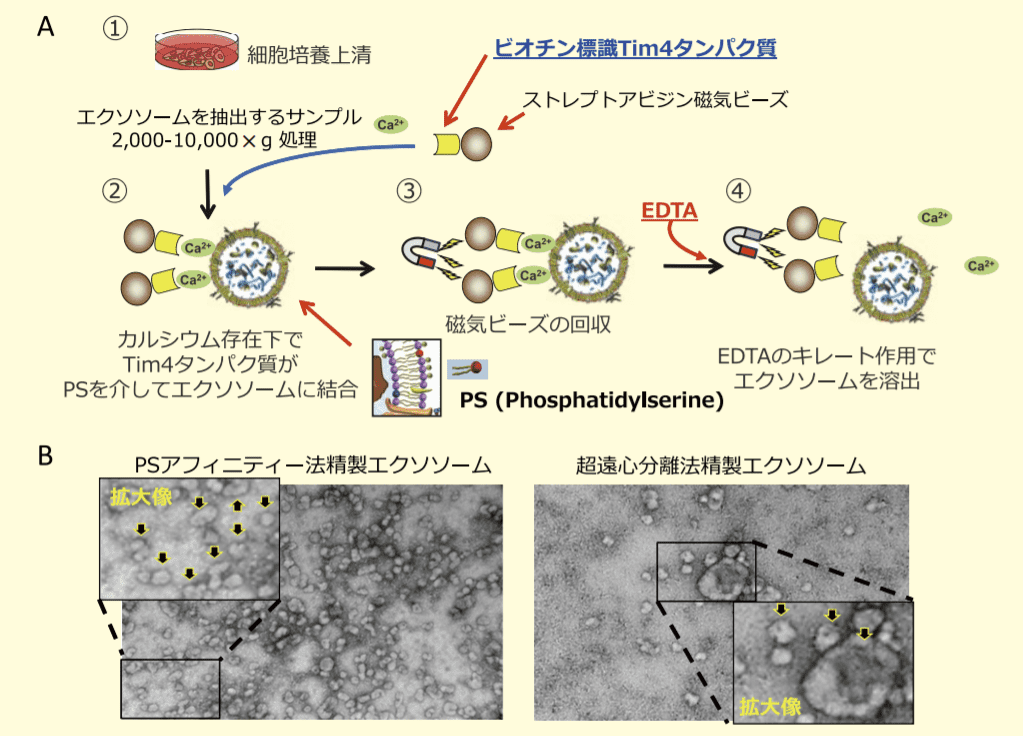 PS アフィニティー法によるエクソソーム精製のフロー, PS アフィニティー法、及び超遠心分離法により精製した COLO201 細胞株由来エクソソームを透過型電子顕微鏡により撮影した像