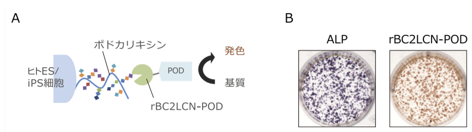 図２．Human ES/iPS Cell Staining Kit-BF を用いた未分化細胞の検出