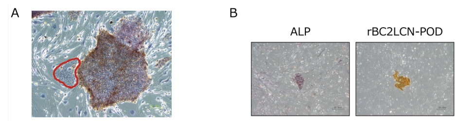 図３．Human ES/iPS Cell Staining Kit-BF を用いた未分化細胞の検出