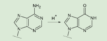 図４．アデニンの脱アミノ化